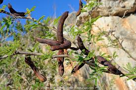 Image result for Acacia farnesiana