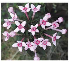 Bouvardia Sp Rubiaceae Inflorescence In Which The Lateral Flowers Download Scientific Diagram