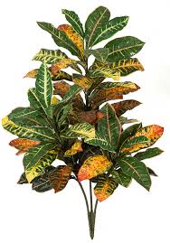 Image result for Croton polytrichus