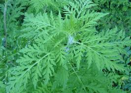 L'ambroisie à feuilles d'armoise est une plante envahissante qui pose de nombreux problèmes, notamment sanitaires. Ambroisie Un Impact Desormais Mesure Qui Justifie La Mobilisation