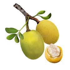 Image result for Sclerocarya