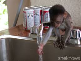 Aara, a sweet domestic capuchin monkey in florence, south carolina takes his very first bath on august 19 and seems to love the suds. 10 Things I Learned About Parenthood From Raising A Baby Monkey Sheknows