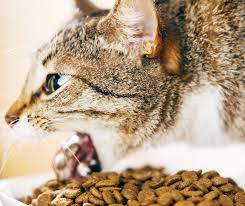 Vomissements chez le chat - Dr Milou