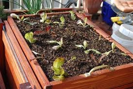 Build Your Own Salad Table Gardening Trays Organic Gardening Growing Lettuce