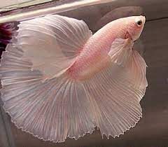 Betta fish are fresh water, small fish that are part of the osphronemidae family. Pin By Francie Shaffer On In The Pink Betta Fish Animals Beautiful Betta