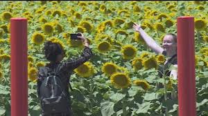 Yolo county in northern california is the best place to see sunflowers in summer. Selfie Fever Selfie Seekers Are Destroying California Farmers Sunflower Fields Selfie Fanatiker Zertrampeln Sonnenblumen Auf Feldern Und Unterbrechen Die Bestaubung