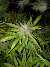 Here, we have listed the top 10 best canadian seedbanks to help you buy marijuana seeds online. Blue Berry From Zamnesia Seeds A Seed Bank In Holland On Her Final Two Weeks In Guessing Still Some Clear Thrics But I Guess Two Weeks Or So Should Be Good Growingmarijuana