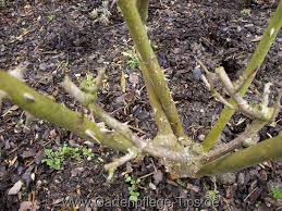 Rosenbüsche fangen im frühjahr an zu blühen. Rosenschnitt Im Herbst Rosen Schneiden Vor Dem Winter Gartenpflege Tipps