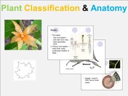 The floral characteristics form the basis of classification and identification of flowering plants. Plant Classification Anatomy Ppt By Mathematics Algebra Geometry