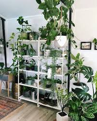 5 721 Likes 49 Comments Botanica Neferaa Houseplantdiary On Instagram In Love With In Love With Best Indoor Plants Indoor Plant Shelves Indoor Plants