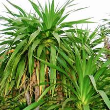 To ensure sufficient drainage, use a loose, loamy potting soil mix or lava rock mixed with soil. Dracaena Konaensis Hala Pepe Hawaiian Dragon Tree Buy Seeds At Rarepalmseeds Com