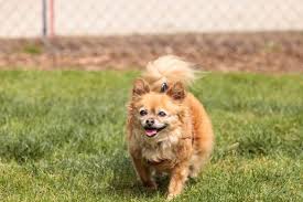 The pomeranian chihuahua mix is best known for being stubborn and bold. What Is A Pomchi Your Guide To The Pomeranian Chihuahua Mix K9 Web