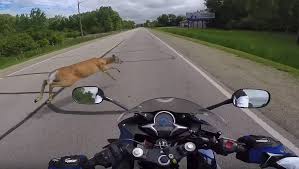 If you are buying for a motorcycle, you need the wiring kit, not the relay, as it comes with the horn. How Motorcycle Horns Work And How To Fix Them Revzilla