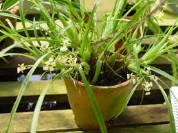 Image result for Ozoroa nigricans