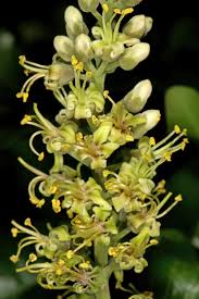 Image result for Bersama lucens