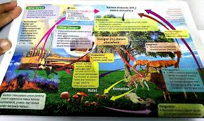 Menceritakan tentang kitar karbon dan kitar oksigen. Tingkatan 1 Bab 7 Brain Genius Mastery Mathematic Facebook