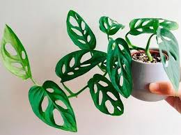 Salt buildup in the soil, over a course of time, also burns the leaf tips. Rare Monstera Adansonii Swiss Cheese Cutting Rare Houseplants Etsy