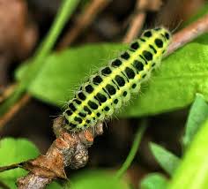 Black And White Striped Caterpillar With Yellow Spots Five Spot Burnet Moth Caterpillar