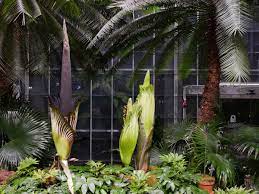 Corpse Flower Dc Best Flower Wallpaper