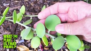 These leaves are round, somewhat resembling coins, and are arranged on either side of the stem. Xerosicyos Danguyi Silver Dollar Plant An Climbing Succulent Vine With Round Silvery Green Leaves Youtube