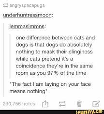 Pin On Cats