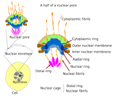 What is the function of nucleus membrane. The Cell 4 Nucleus Nuclear Pore Complex Atlas Of Plant And Animal Histology