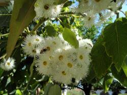 Image result for Eucalyptus torelliana