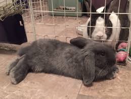 You may try putting a few of her droppings in the litter box as a hint. Litter Training A Rabbit Can I Litter Train My Bunny Ohio Holland Lops
