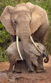 Is This Elephant Still Alive Or Has She Been Killed For Her Ivory If She Is Dead Where Is The Little Baby Stop Elephan Animals Elephant Endangered Animals