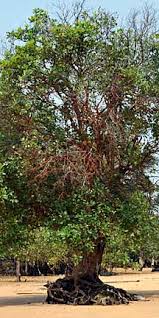 Image result for Xylocarpus