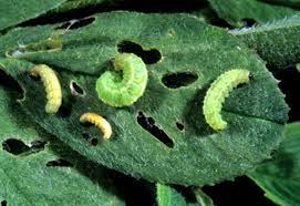 Crop rotation also helps fend off insect populations. Pest Of Agricultural Importance