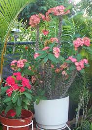 When you think of flowers with thorns, you may most often picture the rose. Crown Of Thorns Crown Of Thorns Plant Crown Of Thorns Plants