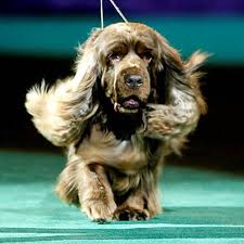 Image result for sussex španěl