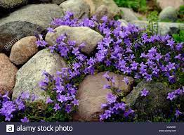 Download This Stock Image Bellflower Campanula Spec Rock Garden With Bellflower Cnw691 From Ala Landscaping With Rocks Rock Garden Design Rockery Garden