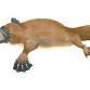 Platypus Day 2026