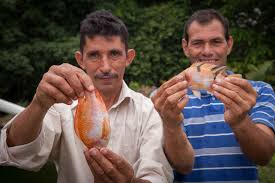 Tilapia can survive in diverse temperature conditions and. Backyard Tilapia Farming German And Ester S Story Camano Island Coffee
