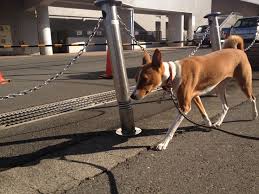 Search by rates, reviews, experience, and more! Prices Of Dog Boarding Near Me Off 53 Www Usushimd Com
