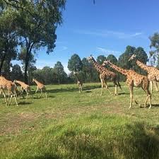 The 10 Best Things To Do In Dubbo Updated 2021 Must See Attractions In Dubbo New South Wales Tripadvisor