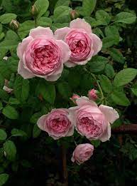 Spirit Of Freedom Wonderful Flowers Beautiful Flowers David Austin Roses