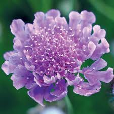 Image result for Scabiosa