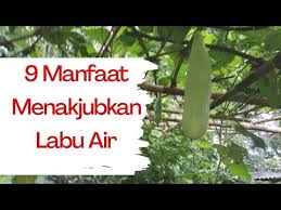 Ingin mengetahui khasiat labu siam untuk kesehatan beserta efek sampingnya? 9 Manfaat Labu Air Untuk Kesehatan Youtube
