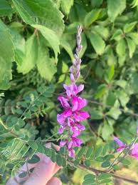 Image result for Indigofera monantha