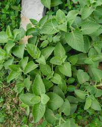 Image result for Coleus amboinicus