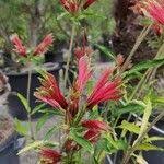 Image result for Alstroemeria pulchella