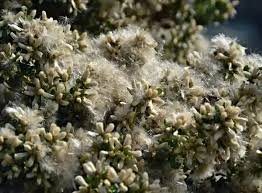 Image result for Commicarpus pilosus