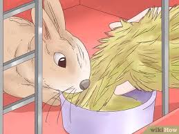 It is not present in sufficient quantities to prevent spoilage or act as a preservative in terms of safety. 3 Ways To Treat Diarrhea In Rabbits Wikihow