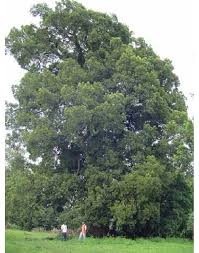 Image result for Afrocarpus falcatus