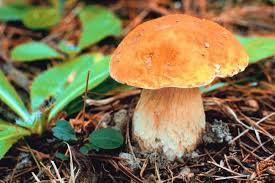 Najbardziej popularne gatunki grzybów jadalnych - jak rozpoznawać ...