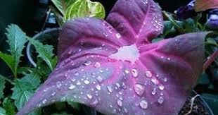 Seperti mencurahkan air ke daun keladi. Aku Manusia B Asa Peribahasa Bagai Mencurahkan Air Ke Daun Keladi