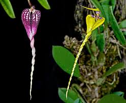 Image result for Bulbophyllum comatum